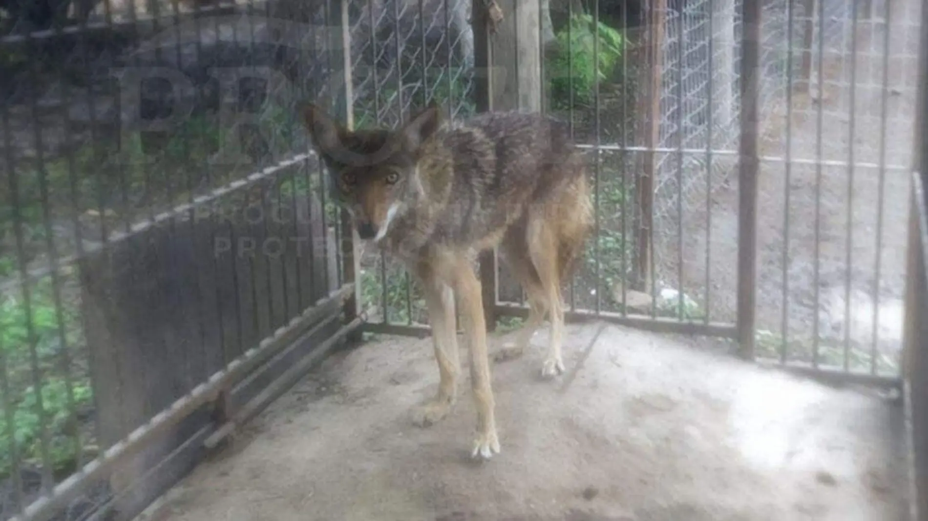 El coyote (Canis latrans) macho hallado deambulando en el barrio de San Sebastián en el municipio de Tecamachalco